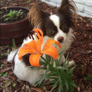 Meet your Posher, Jensey